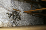 IMG_1617, Unit H Feces, Urine, Matting.JPG